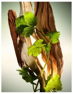 Bvlgari Wood Essence Parfum